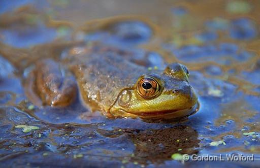 Bullfrog_08049.jpg - Photographed along the Canadian Mississippi River near Carleton Place, Ontario, Canada.